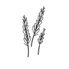 Three thin stems of lavender are drawn in black