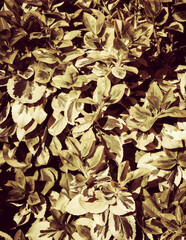 Euonymus fortunei leaves as nature background.