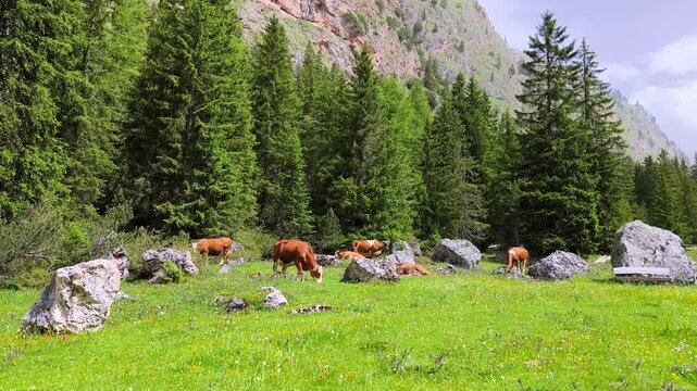 Cattle grazing calmly in a green meadow, surrounded by trees and open sky at base of mountains
