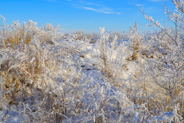 Beautiful dry grass covered with snow in the hoarfrost