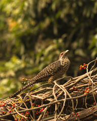 Native bird photography