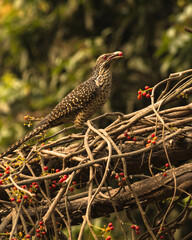 Native bird photography