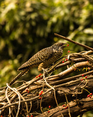 Native bird photography