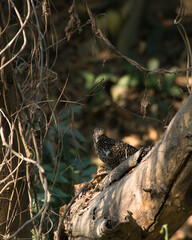 Native bird photography