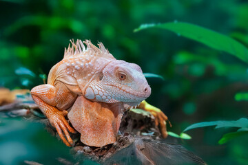 Green Iguana reptile on wood branch of tree as dragon race in nature