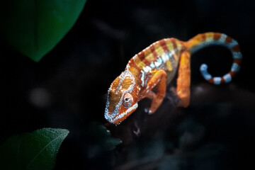 Chameron reptile on branch of tree in forest