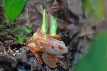 Iguana reptile on wood branch of tree as dragon race in nature