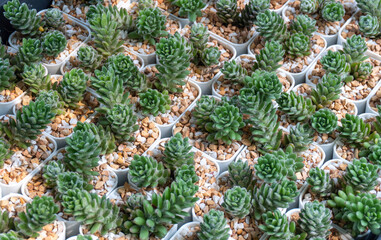 Group of rosette cactus in plastic garden pot on garden for nature background