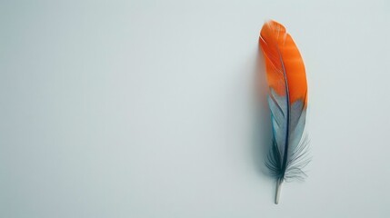 Colorful Feather on Light Background
