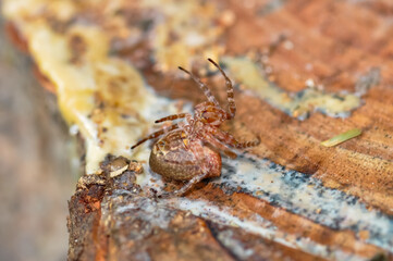 Macro photo of Cyrtophora unicolor spider in Thailand
