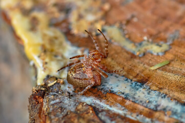 Macro photo of Cyrtophora unicolor spider in Thailand