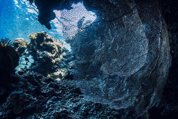 Soft coral underwater in deep ocean on Bali. Coral reef garden