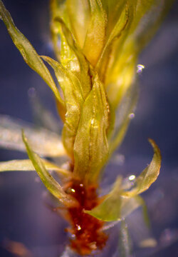 One stem of a moss gametophyte, Aulacomnium palustre, with rhizoids.