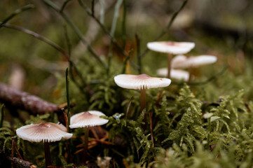 Weiße Lamellenpilze im Wald auf grünem Moos. Makroaufnahme