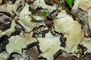 Closeup of large, dry umbilicate lichen in Sunapee, New Hampshire.
