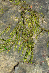 Fountain moss temporarily out of water in Sunapee, New Hampshire.