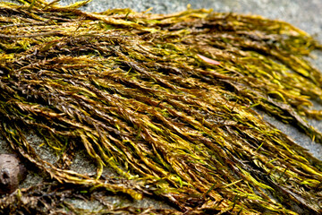 Fountain moss temporarily out of water in Sunapee, New Hampshire.