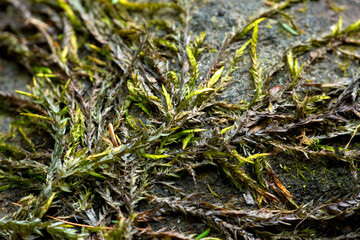 Fountain moss temporarily out of water in Sunapee, New Hampshire.