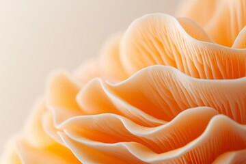 Background with a plate mushroom and copy space. A set of mushrooms. A natural abstract backdrop. Oyster mushrooms