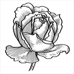 Hand drawn vintage rose. Sketch style vector illustration.