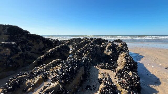 Limpet Shells on Stones in Sandy Beach in Portugal near Camino Coastal Route