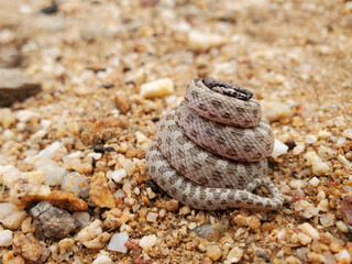 Northern Desert Nightsnake in Hand
Hypsiglena chlorophaea deserticola