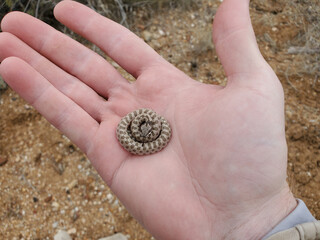 Northern Desert Nightsnake in Hand
Hypsiglena chlorophaea deserticola