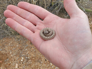 Northern Desert Nightsnake in Hand
Hypsiglena chlorophaea deserticola