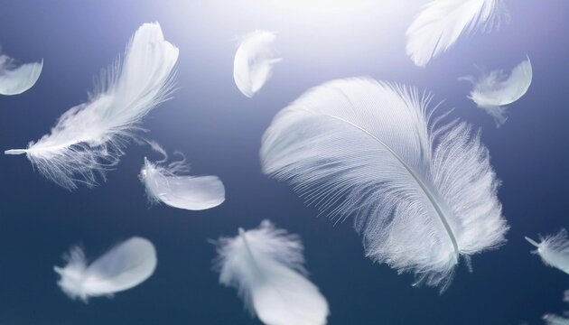 羽毛 白 ふわふわ 軽い 柔らかい 浮遊 繊細 クローズアップ 柔和 風 透明感 清潔 夢幻 美しい シンプル 優雅 羽根 自然 エレガント 軽量