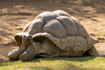 Obraz premium Giant Tortoise - Aldabrachelys gigantea, beautiful large long living tortoise from Indian ocean islands, Mauritius.