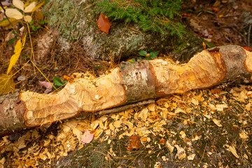 Obraz premium Log knawed by beavers in multiple places in New Hampshire.