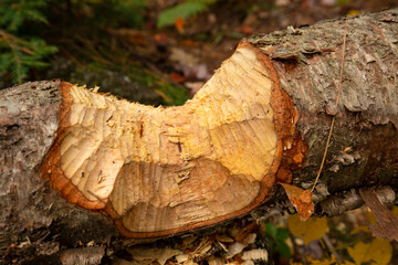 Deeply knawed notch in a tree in New Hampshire.