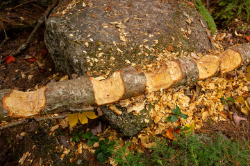 Obraz premium Log knawed by beavers in multiple places in New Hampshire.