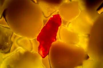 Micrograph of sand from the Cayman Islands, with polarization.