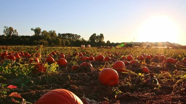 Organic pumpkin field in sunset in low angle view with many squash and halloween pumpkins for Thanksgiving or October autumn decoration in warm sunset glow with copy space and big pumpkins harvesting