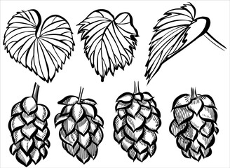 Hand drawn hop cones with leaves for beer brewery. Engraving vintage sketch vector illustration. Design elements for logo, emblem, restaurant menu, craft beer pub, brewery