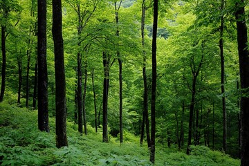 Fototapeta premium Lush green forest scene with dense trees and foliage