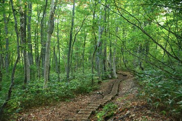 火打山・美しいブナ林の登山道