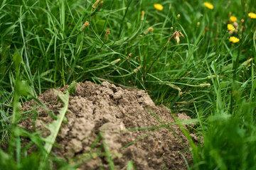 Molehill mound in green grassy lawn