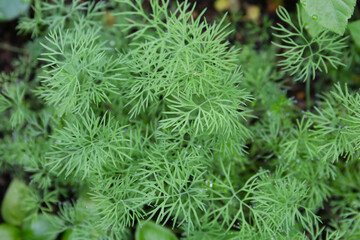 botanical background of dill in a garden