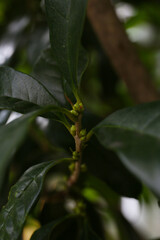 close up botanical background of sweet osmanthus buds