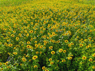 Bright sunflower close-up with bees collecting pollen in a large field