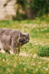 Gray cat in green field looking at camera