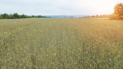Wheat Crops in Field Almost Ready to Harvest
