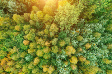 Scenic autumn forest with colorful leaves