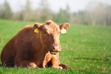 Brown cow lying on green pasture in summer