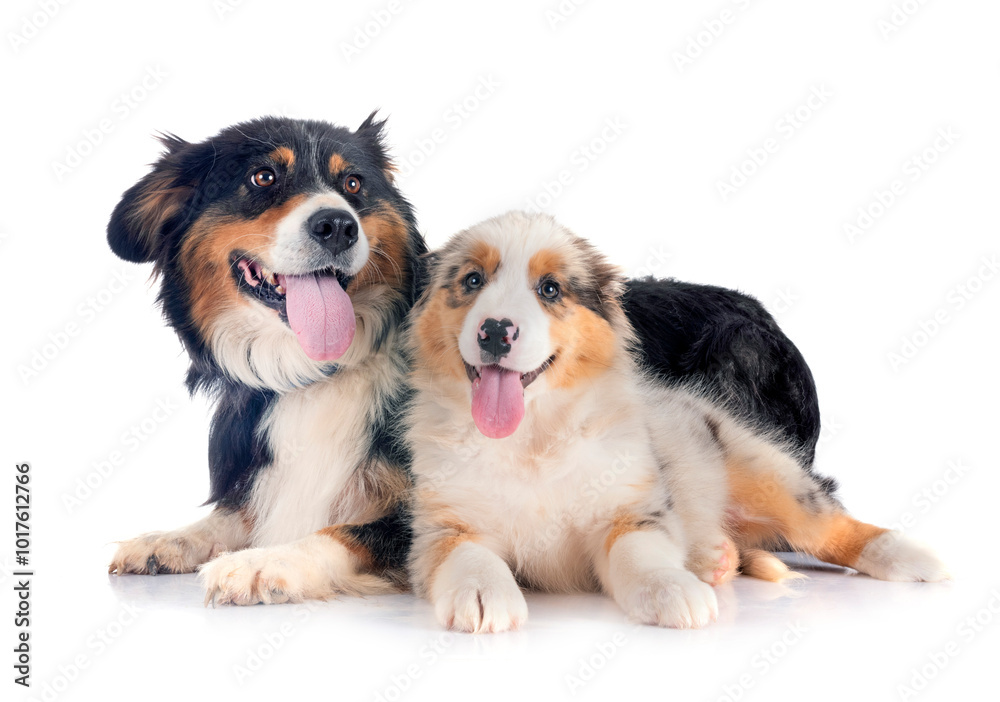 Wall mural puppy australian shepherd and adult in studio