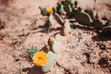 Close-up of a yellow cactus flower blooming in a desert landscap