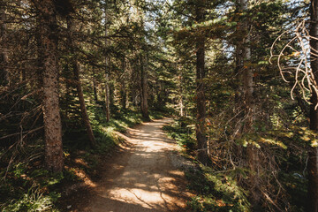 Fototapeta premium a path covered in pine trees in the moutaints
