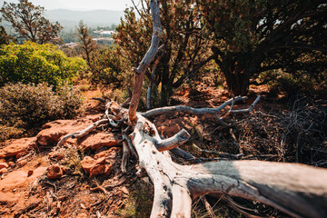 A fallen tree with twisted branches lying on red desert rocks su